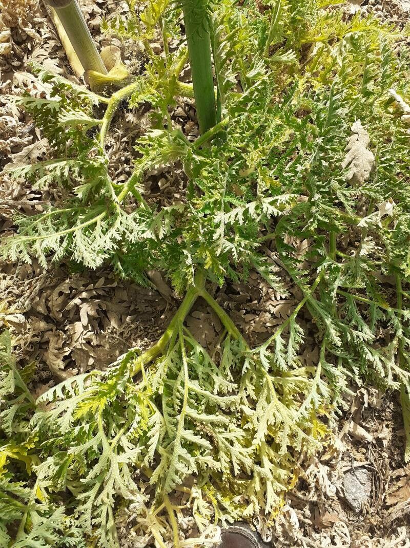 Thapsia villosa — search result for 'Morocco'