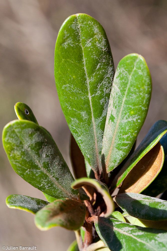Planchonella contermina habit
