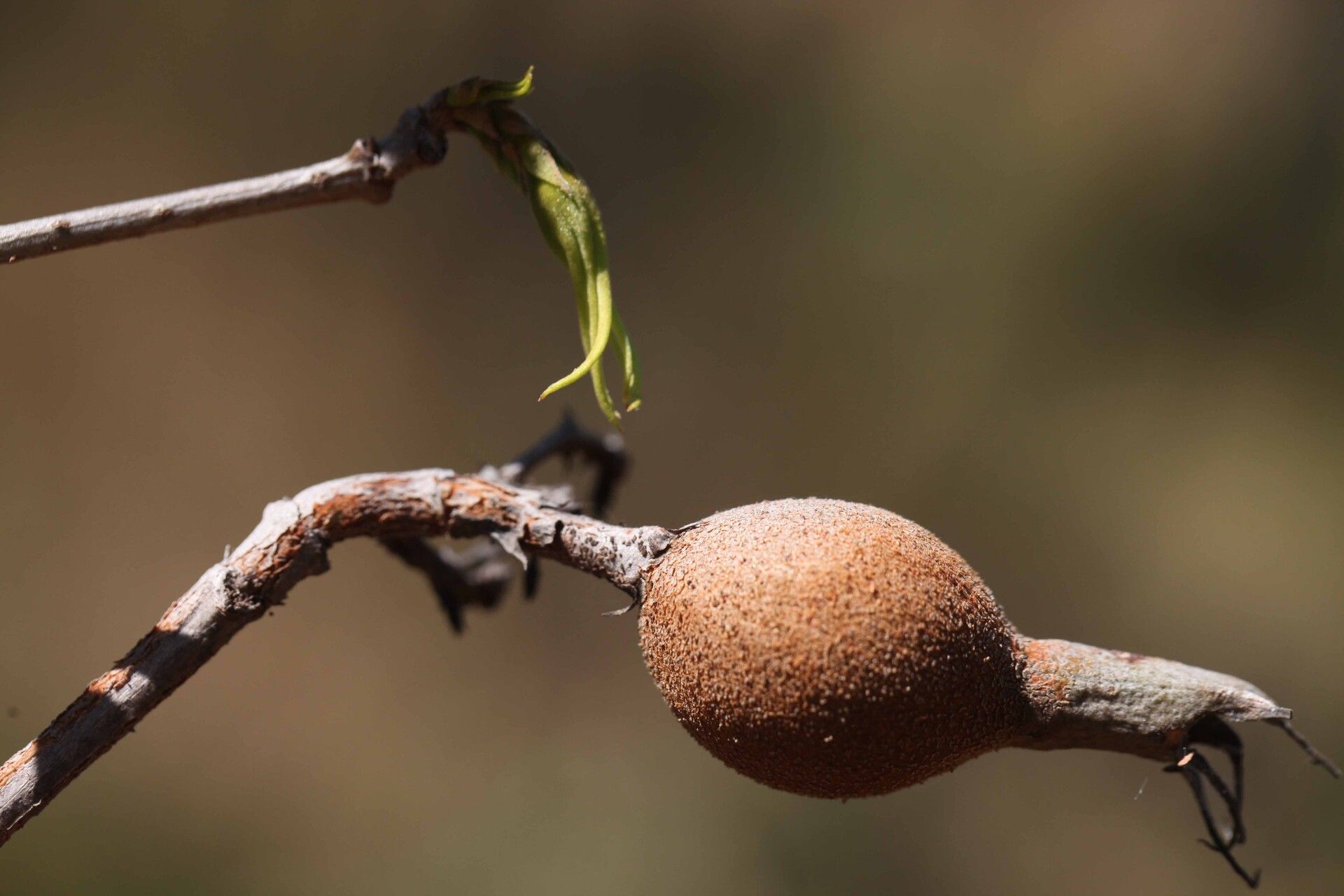 Rothmannia engleriana fruit