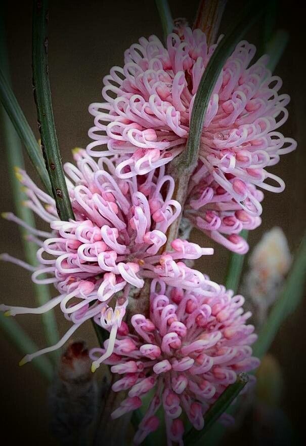Hakea sericea flower