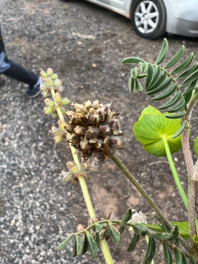 Astragalus glaux fruit