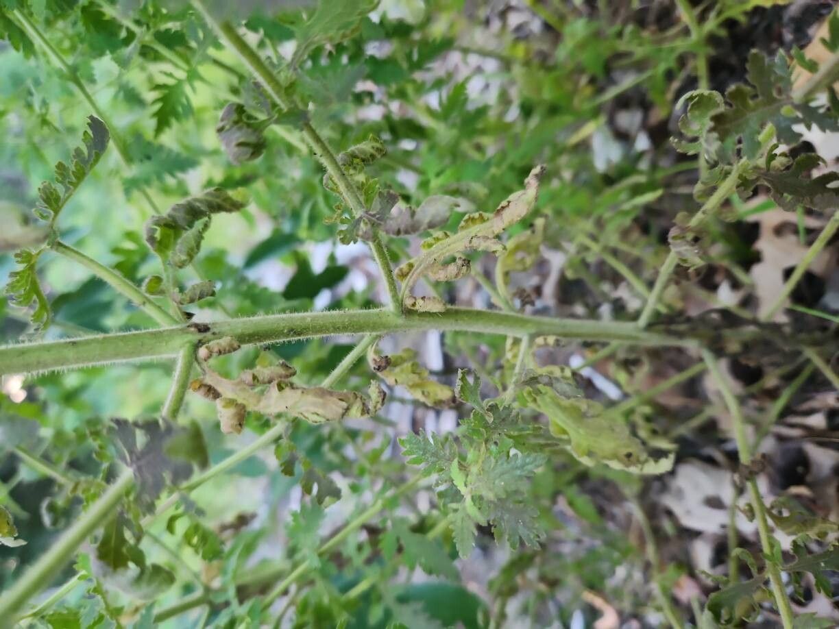 Aureolaria pedicularia bark
