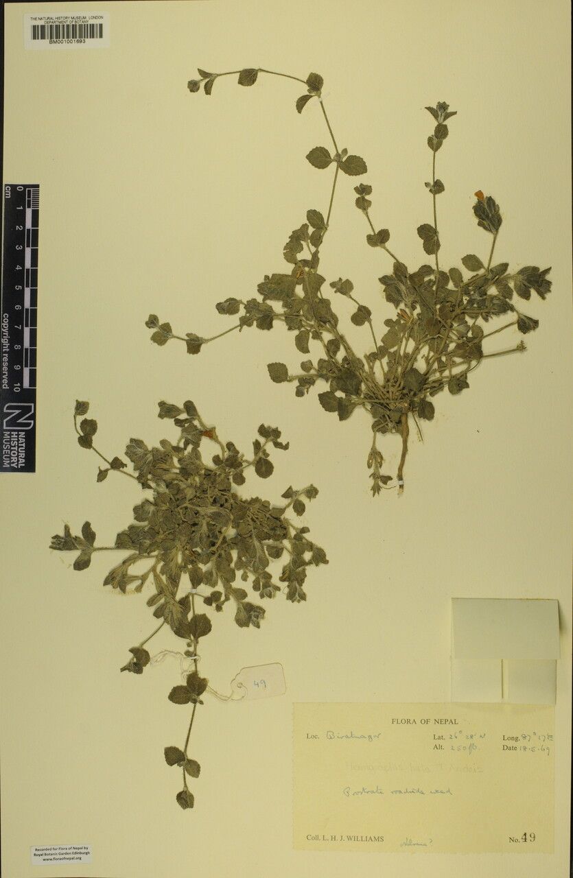 Strobilanthes hirta other