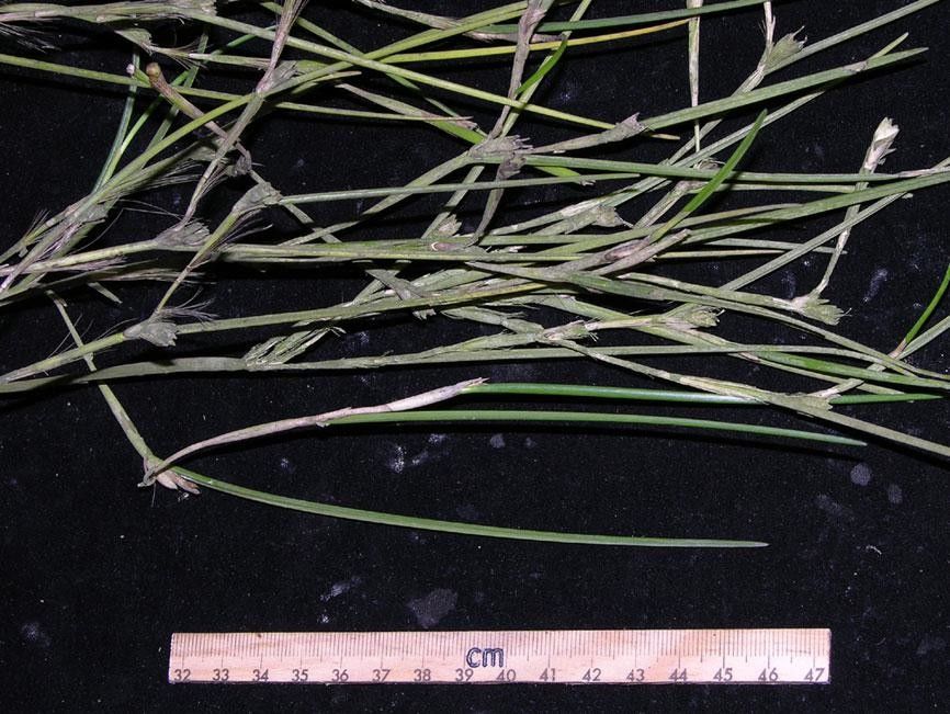 Scaphyglottis subulata other