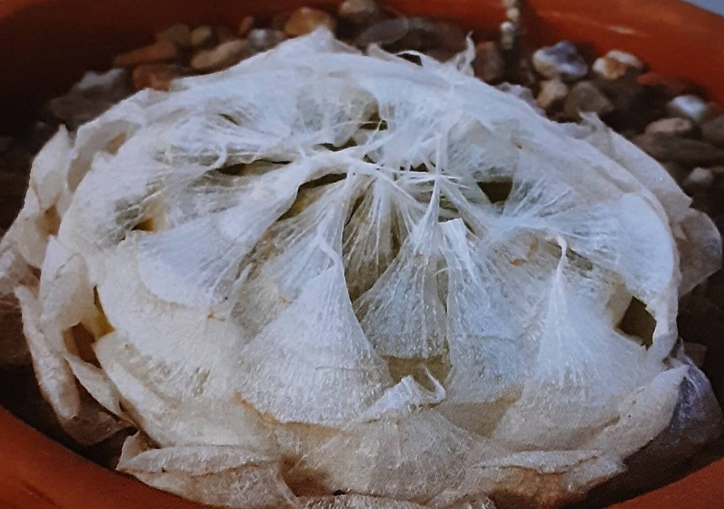 Haworthia lockwoodii — houseplant care guide