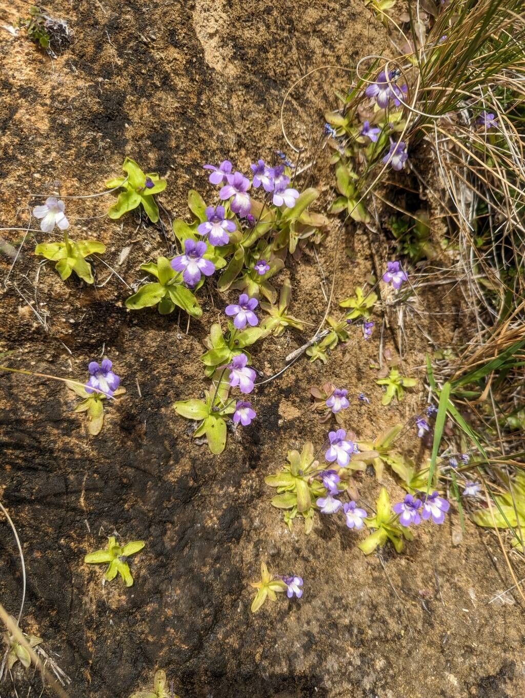 Pinguicula dertosensis habit