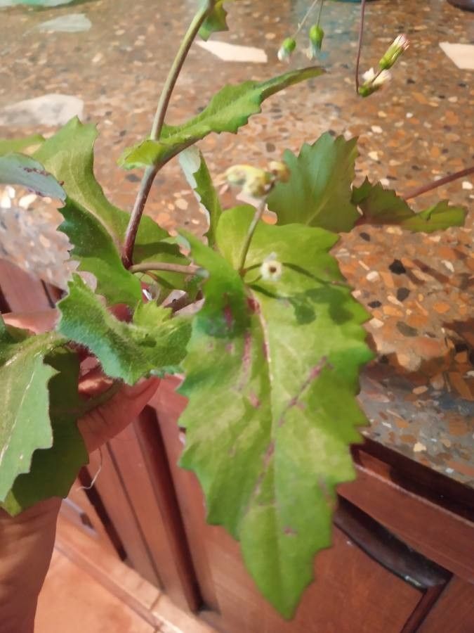 Emilia sonchifolia leaf