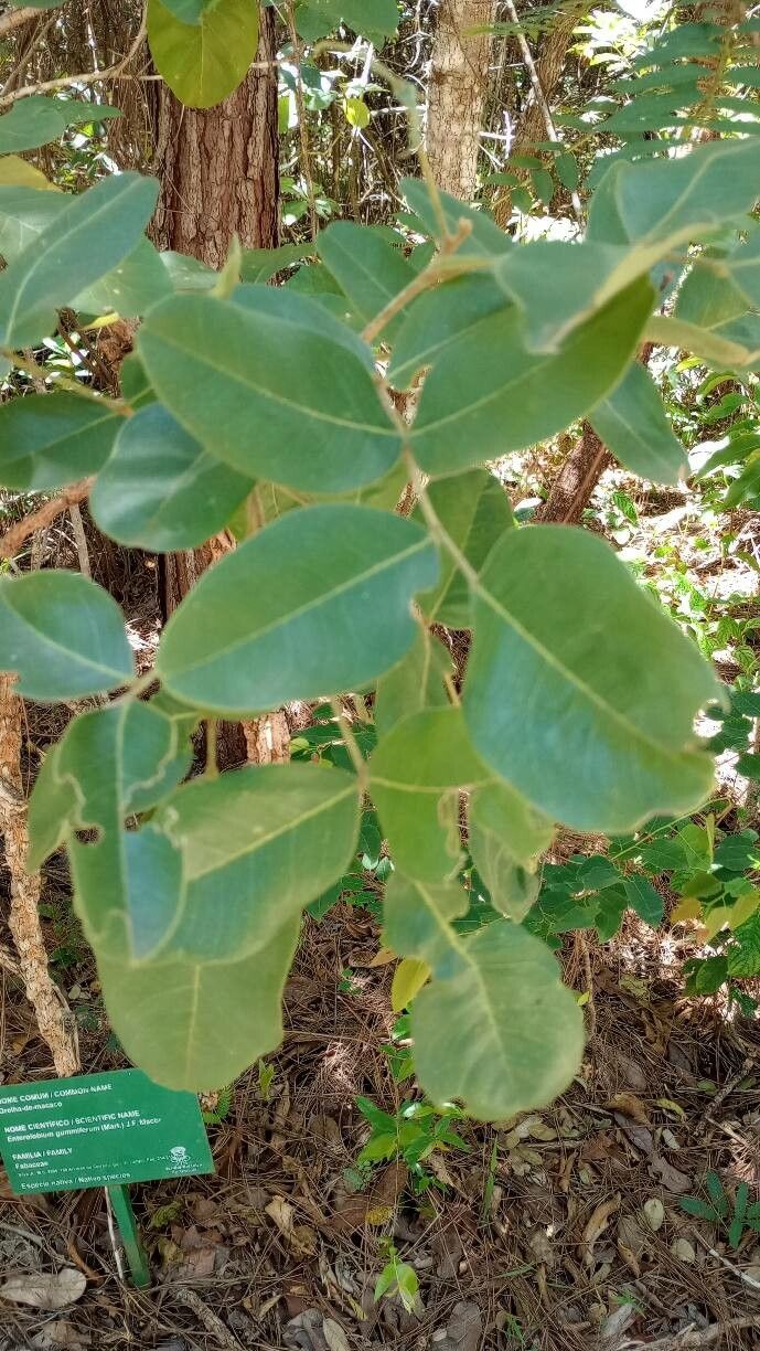 Enterolobium gummiferum — related species from the same genus