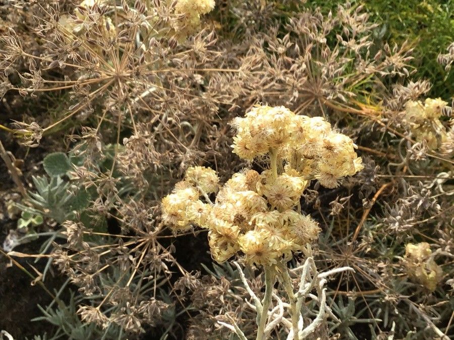 Helichrysum thianschanicum flower