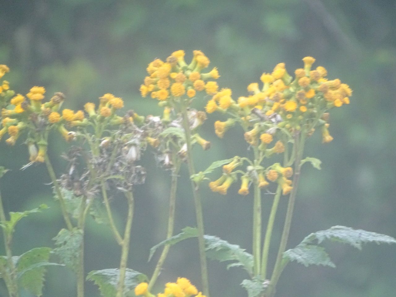 Senecio lyratus flower