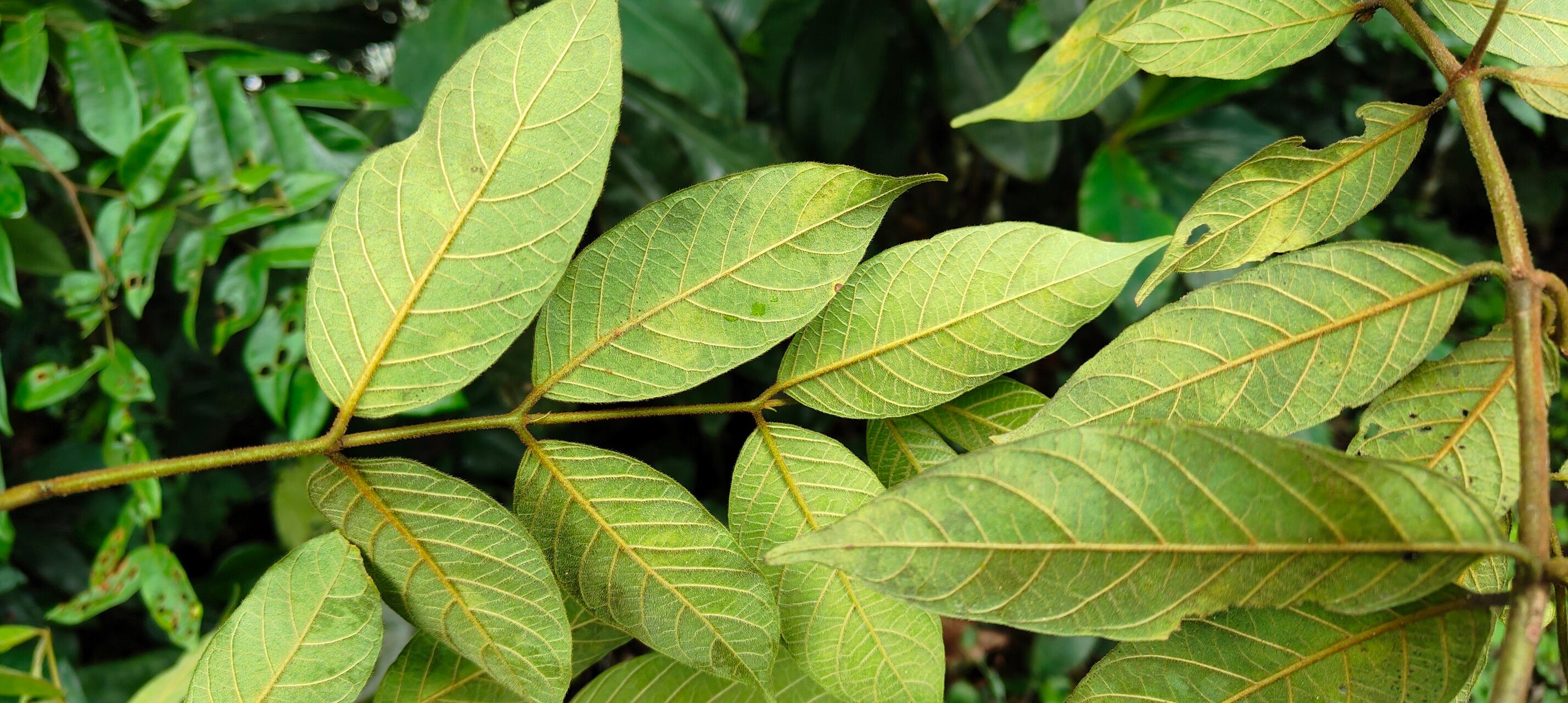 Keetia acuminata — related species from the same genus