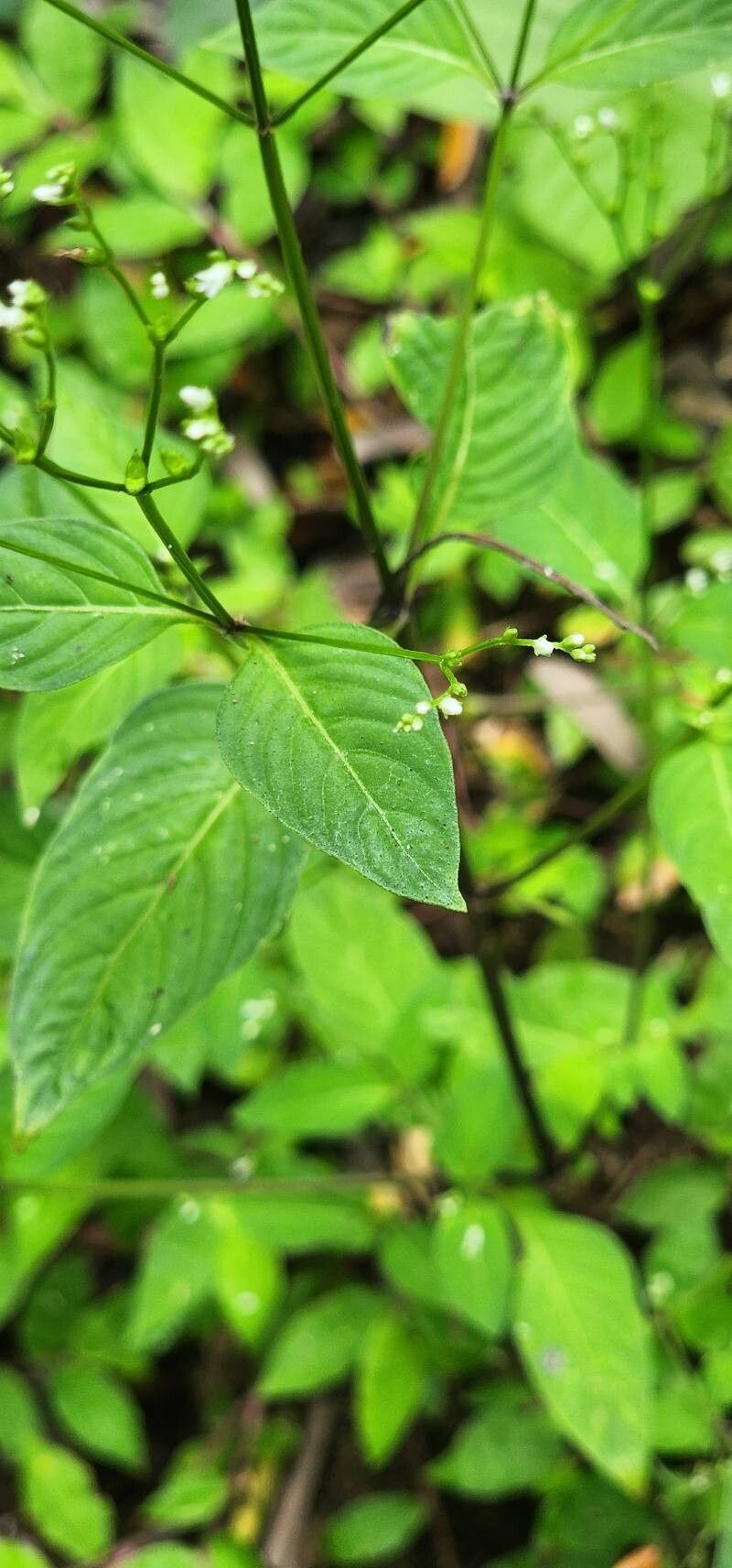 Mitreola petiolata — houseplant care guide