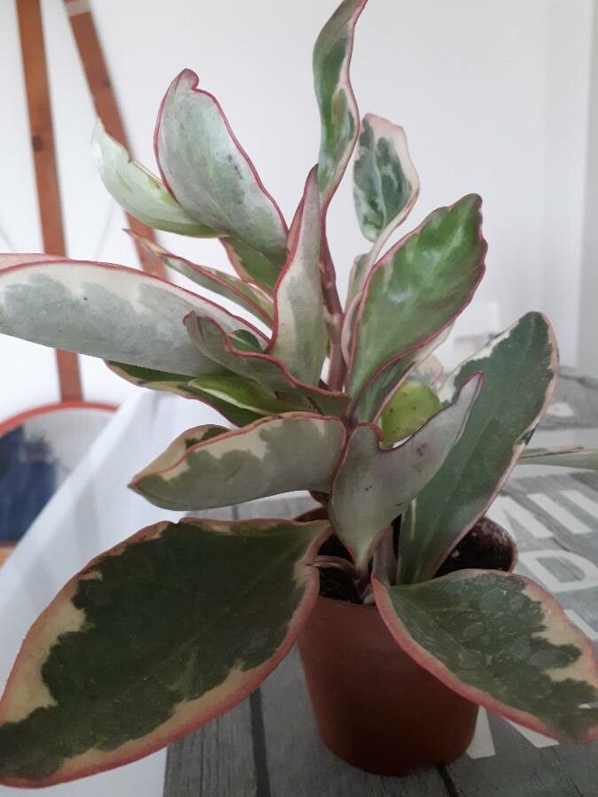 Peperomia tricolor leaf