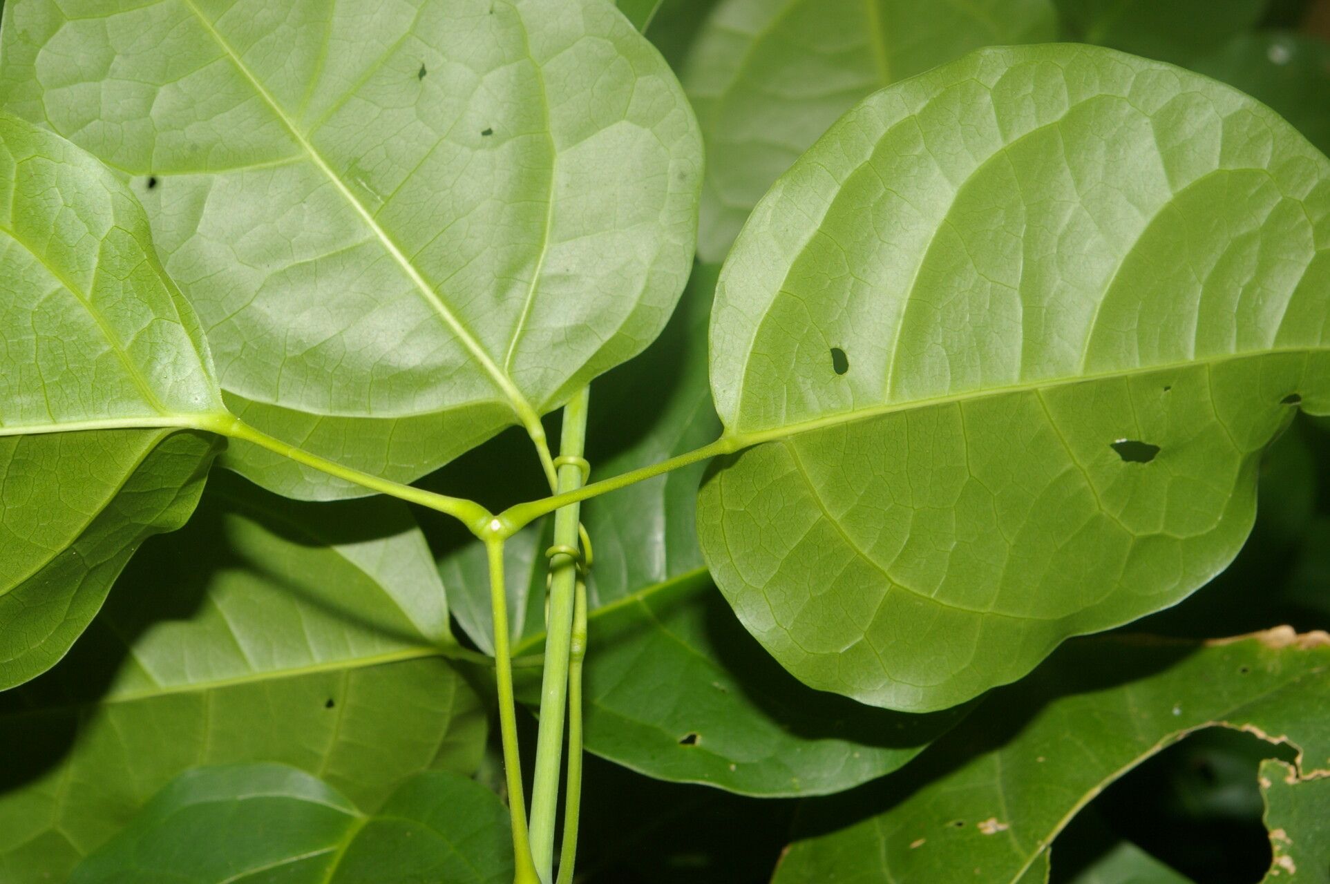 Mansoa hymenaea leaf