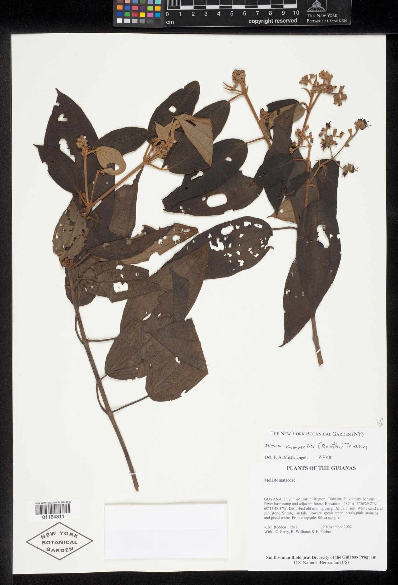 Miconia campestris other