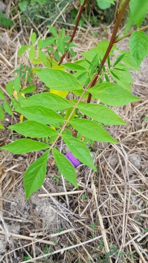 Glycyrrhiza yunnanensis leaf