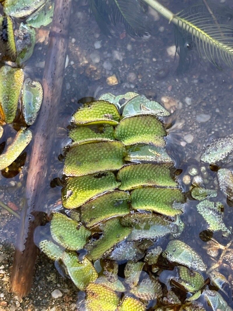Salvinia natans flower