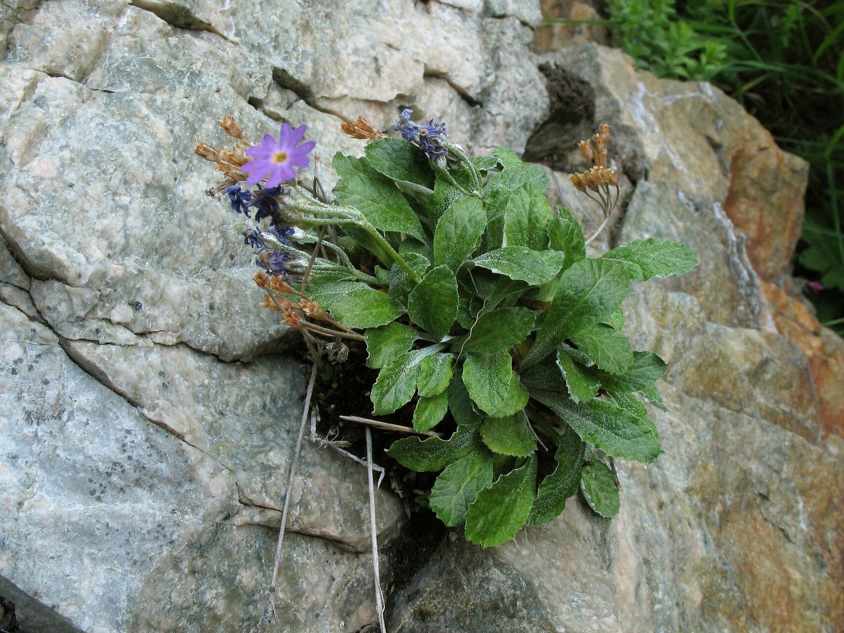 Primula frondosa — houseplant care guide