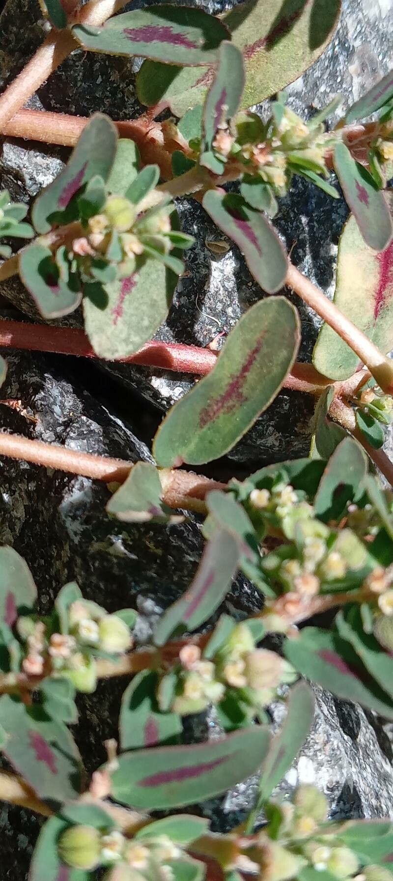 Euphorbia maculata leaf