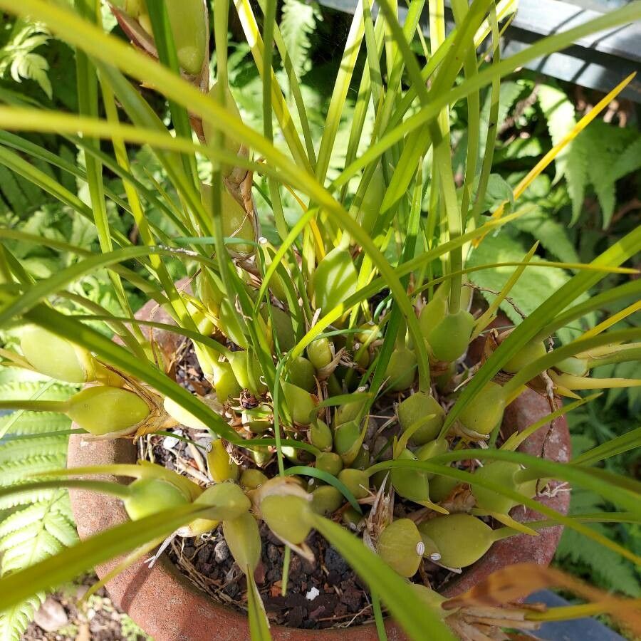 Maxillariella tenuifolia leaf