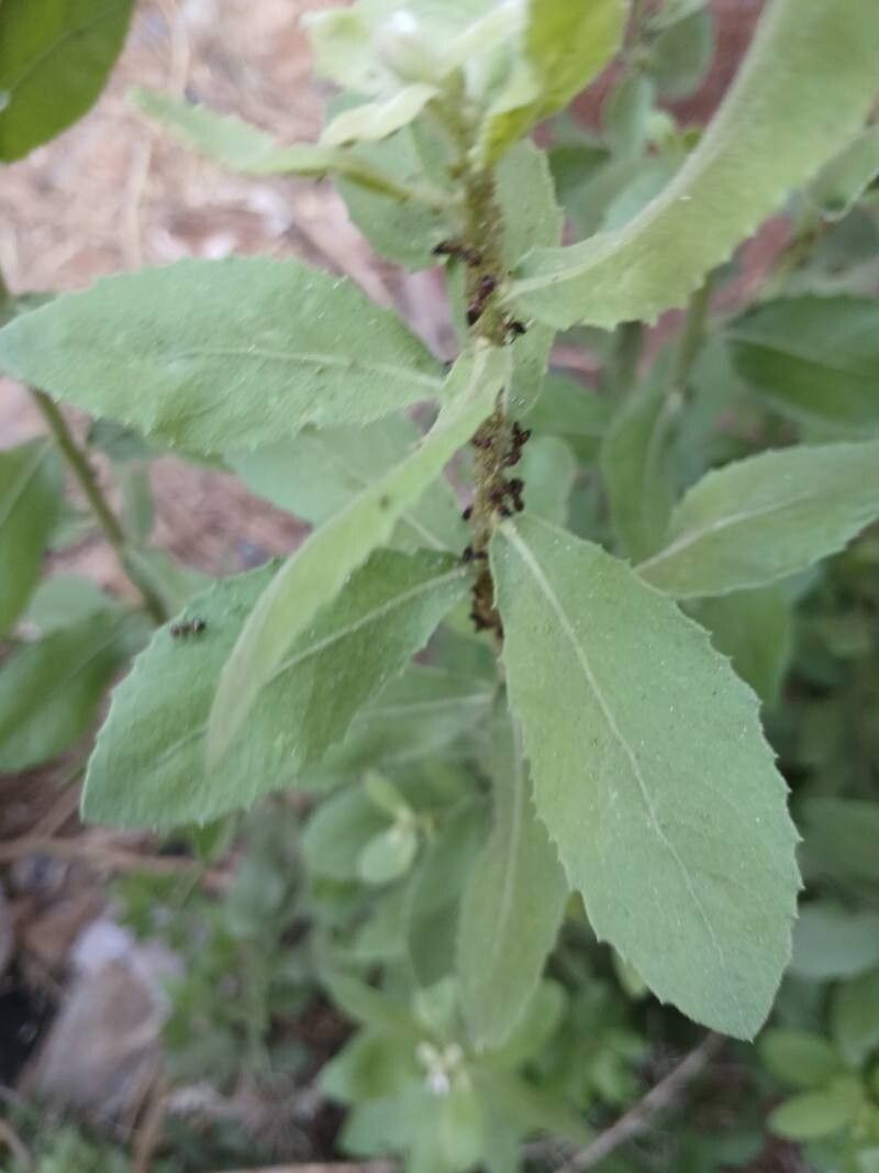 Pseudoconyza viscosa — houseplant care guide