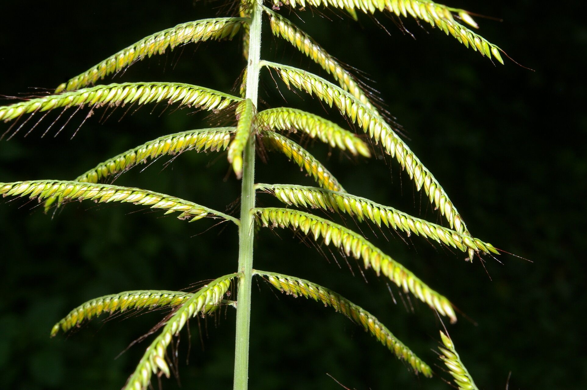 Ixophorus unisetus flower