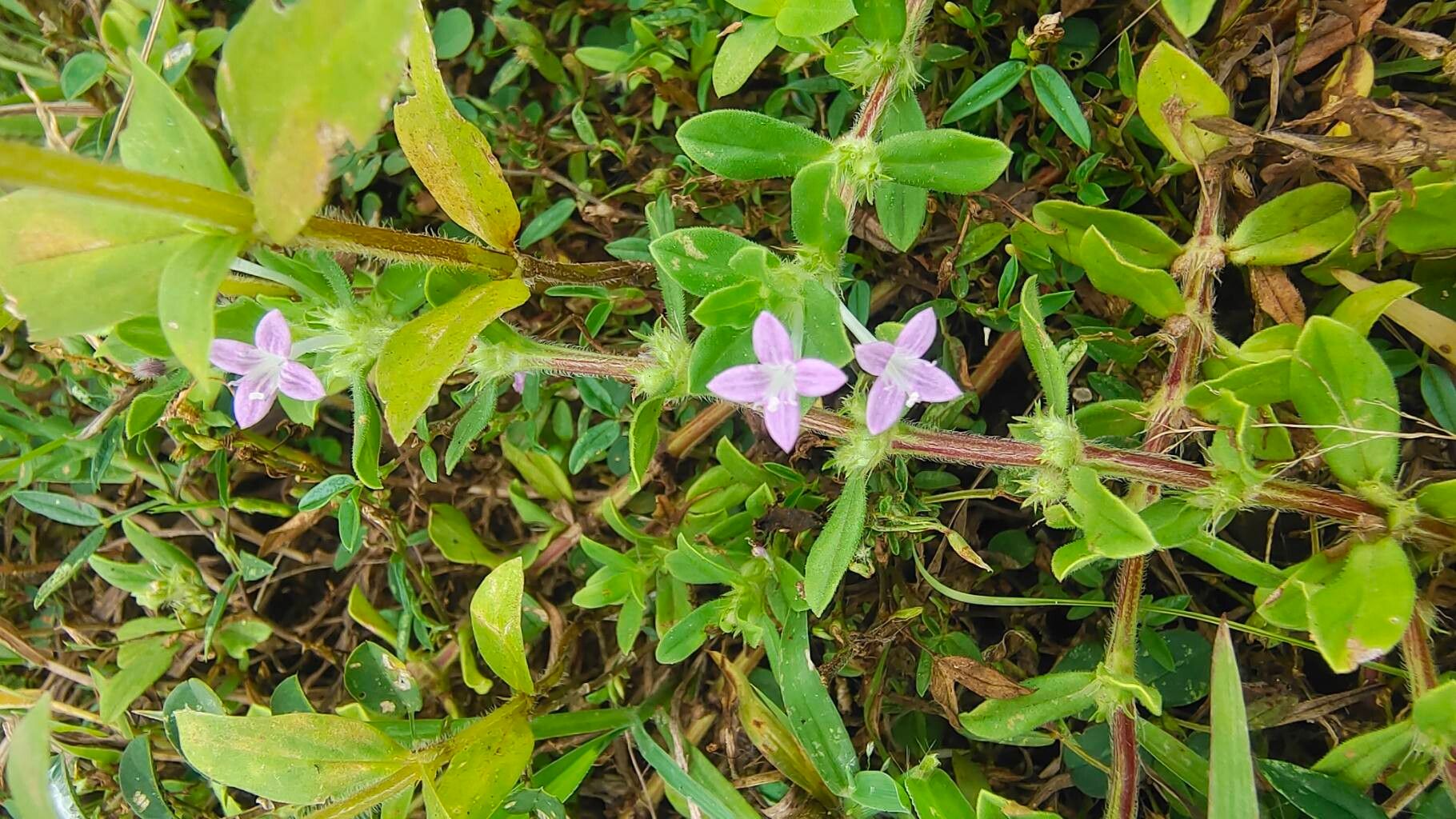 Spermacoce articularis — related species from the same genus