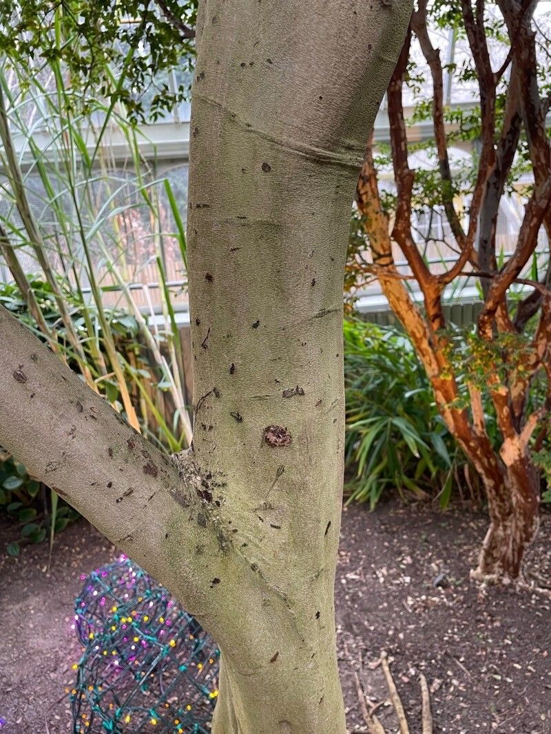 Garcinia subelliptica bark