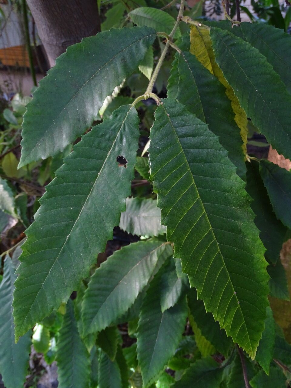 Callicoma serratifolia — search result for 'Acacia'