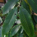 Callicoma serratifolia