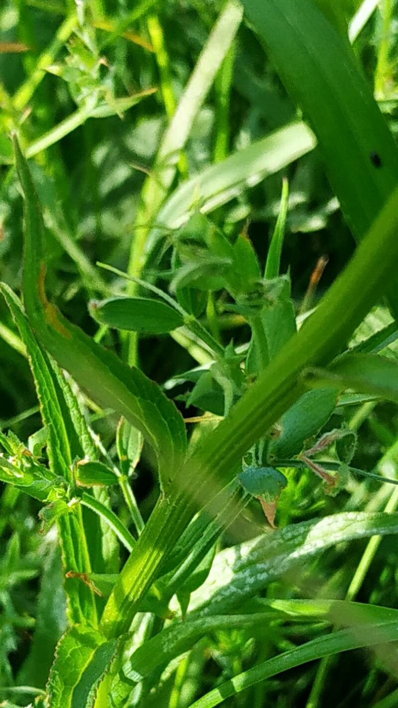 Phyteuma betonicifolium bark