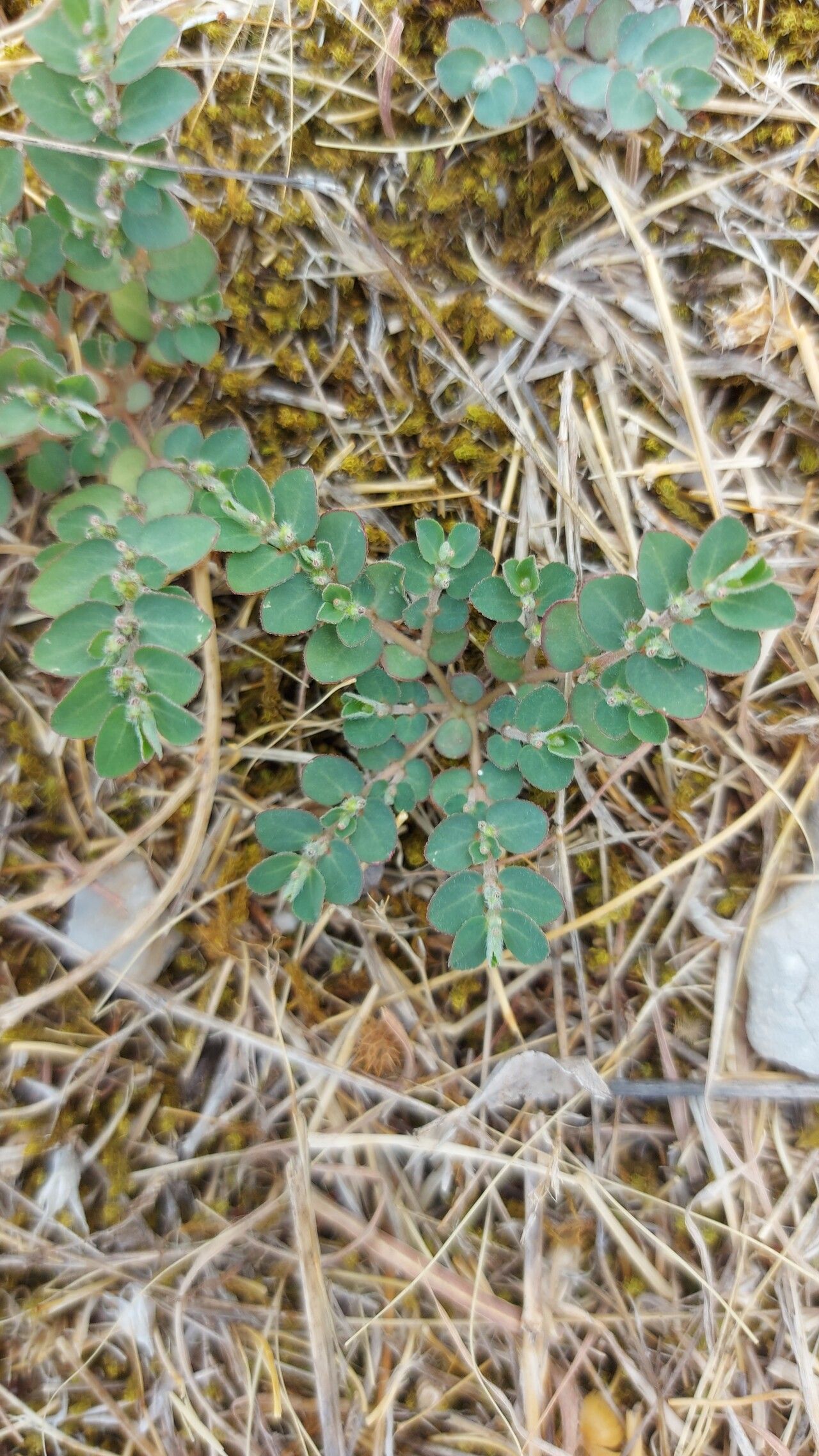 Euphorbia chamaesyce — search result for 'Euphorbiaceae'