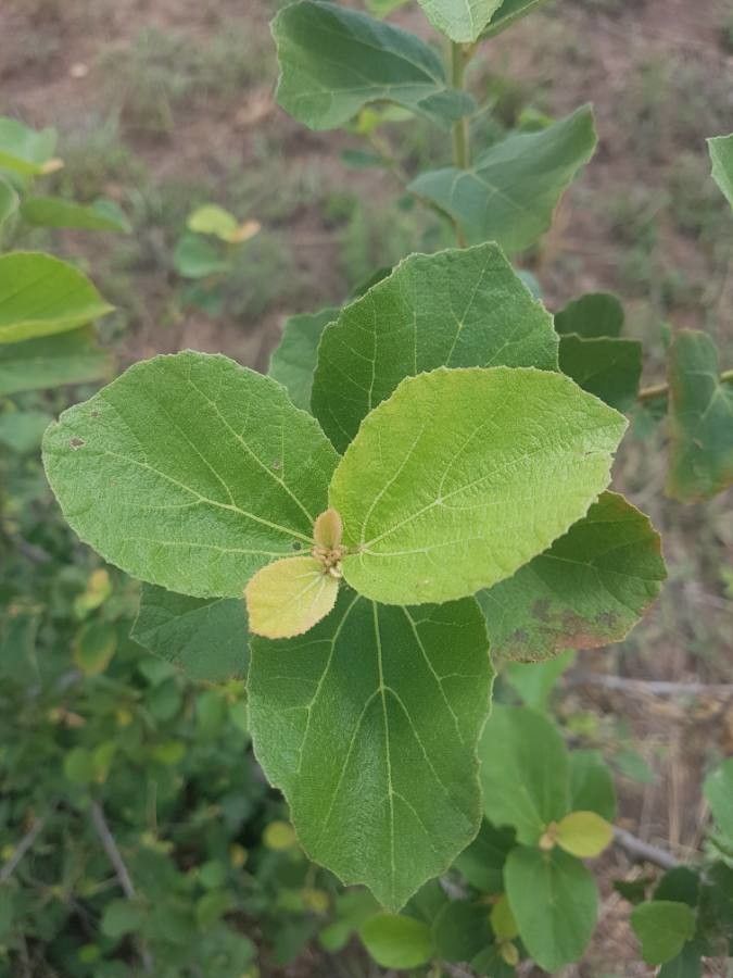 Dombeya rotundifolia — search result for 'Dombeya'