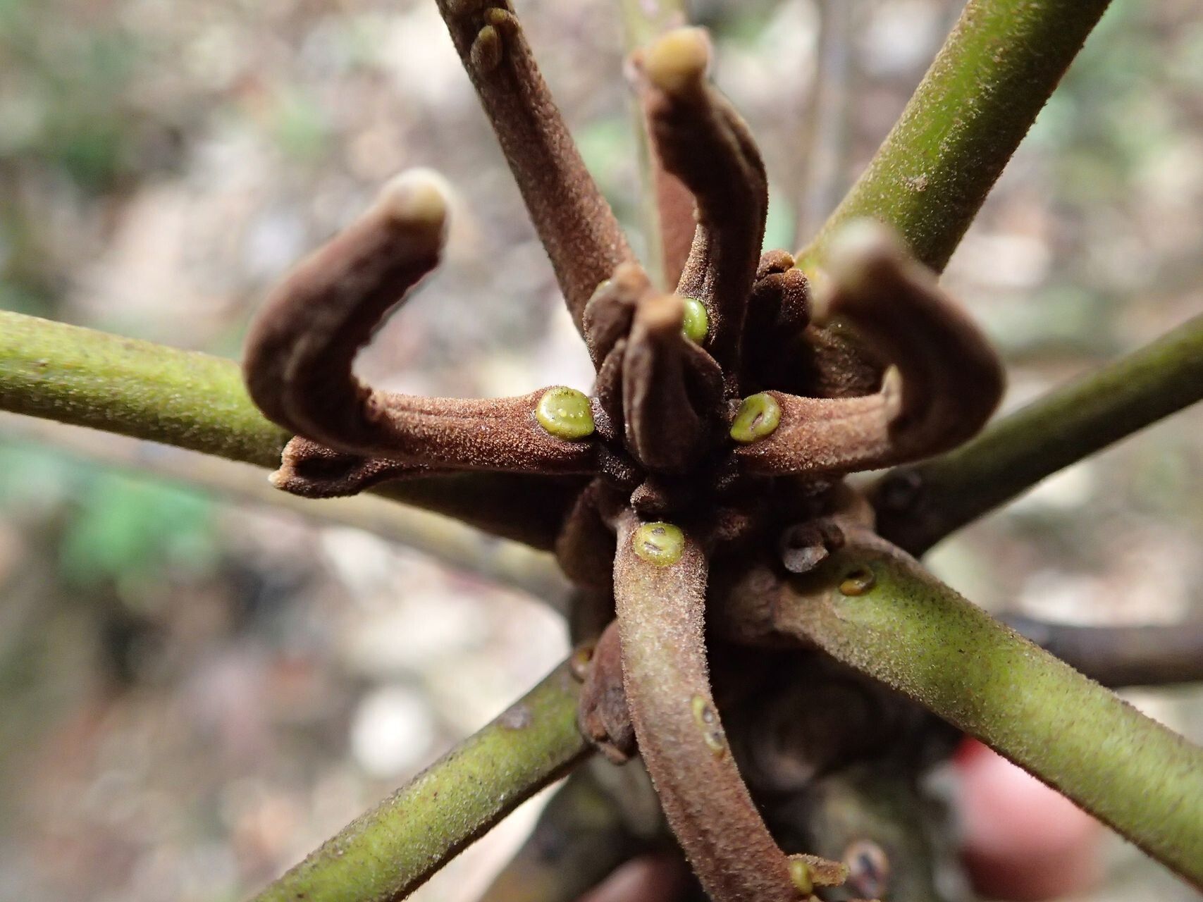 Serianthes sachetae bark