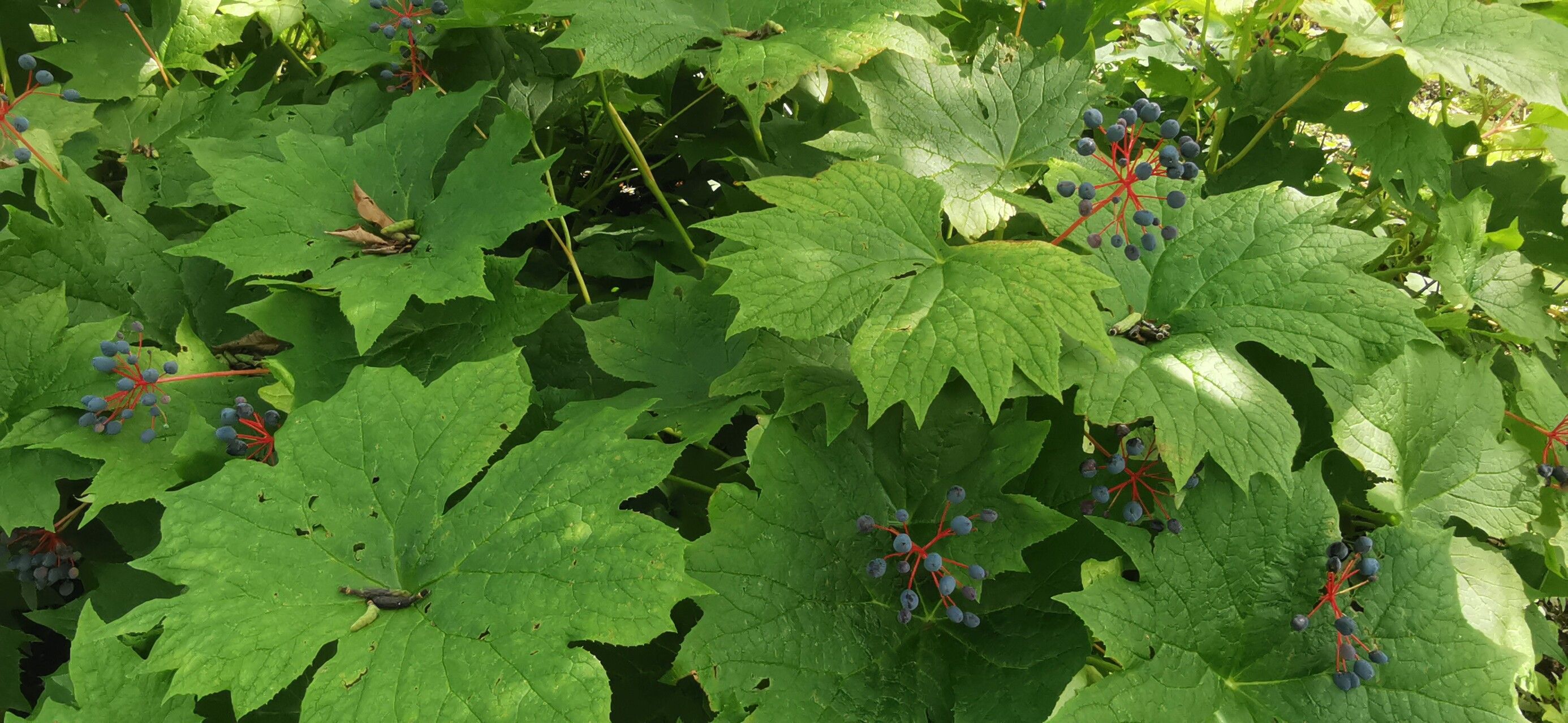 Podophyllum cymosum fruit