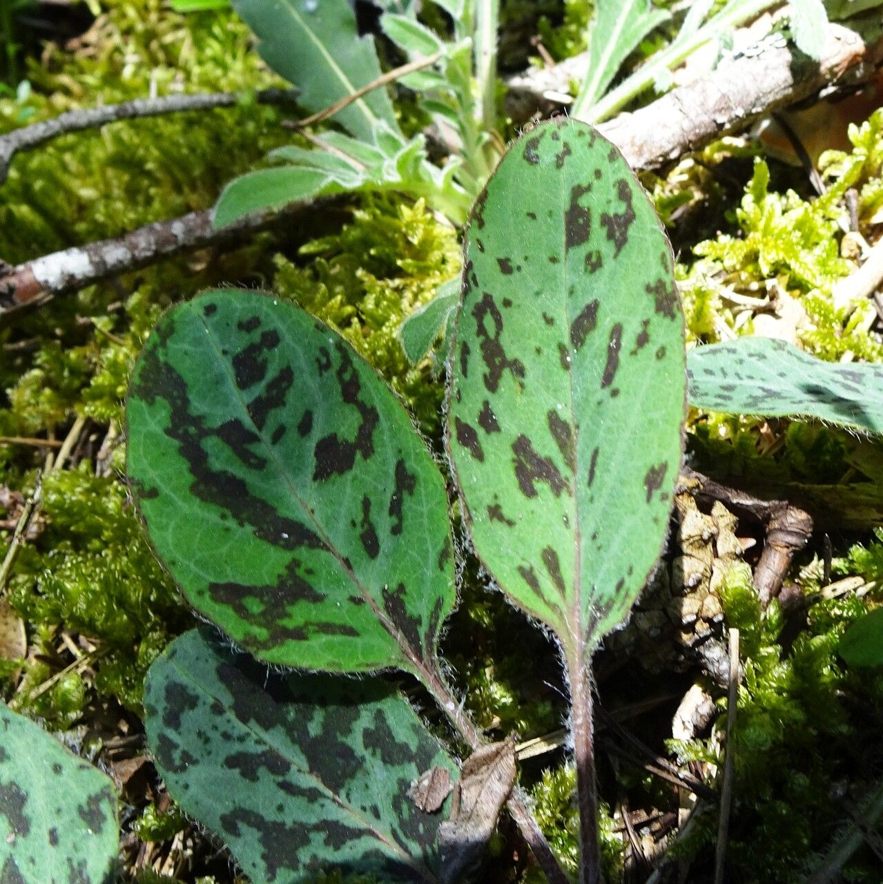 Hieracium maculatum — search result for 'Hieracium'