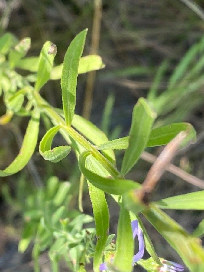 Galatella sedifolia — houseplant care guide