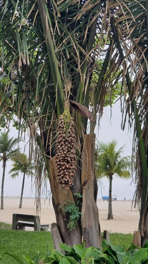 Attalea phalerata fruit