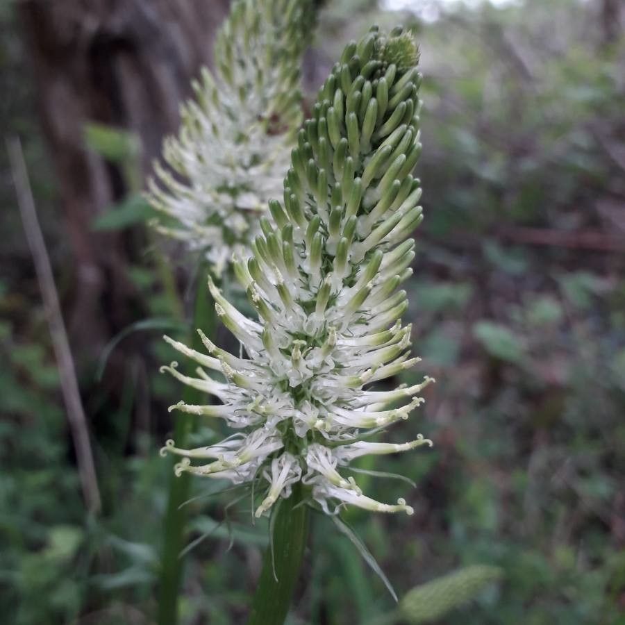 Phyteuma spicatum flower
