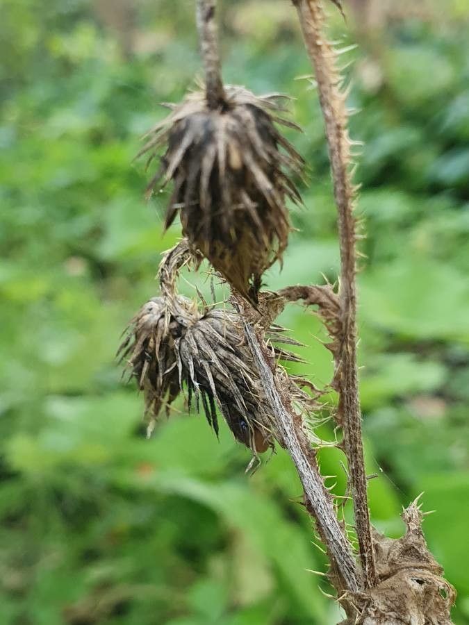 Carduus crispus fruit