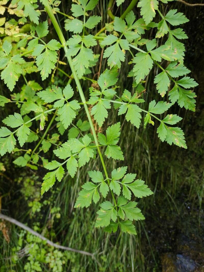 Daucus edulis — search result for 'Daucus'