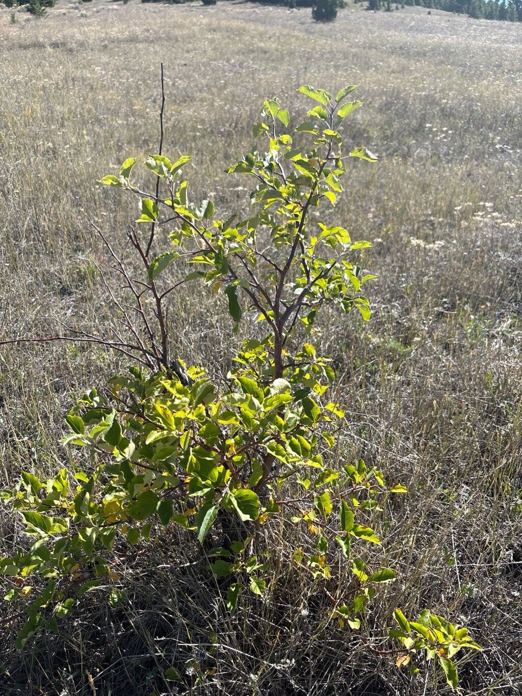 Frangula rubra — search result for 'Frangula'