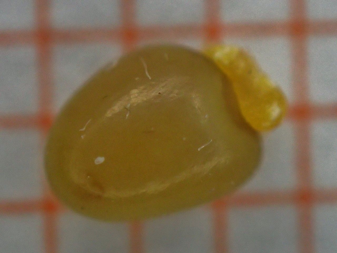 Ulex parviflorus fruit