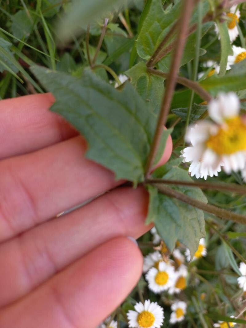 Erigeron pubescens leaf