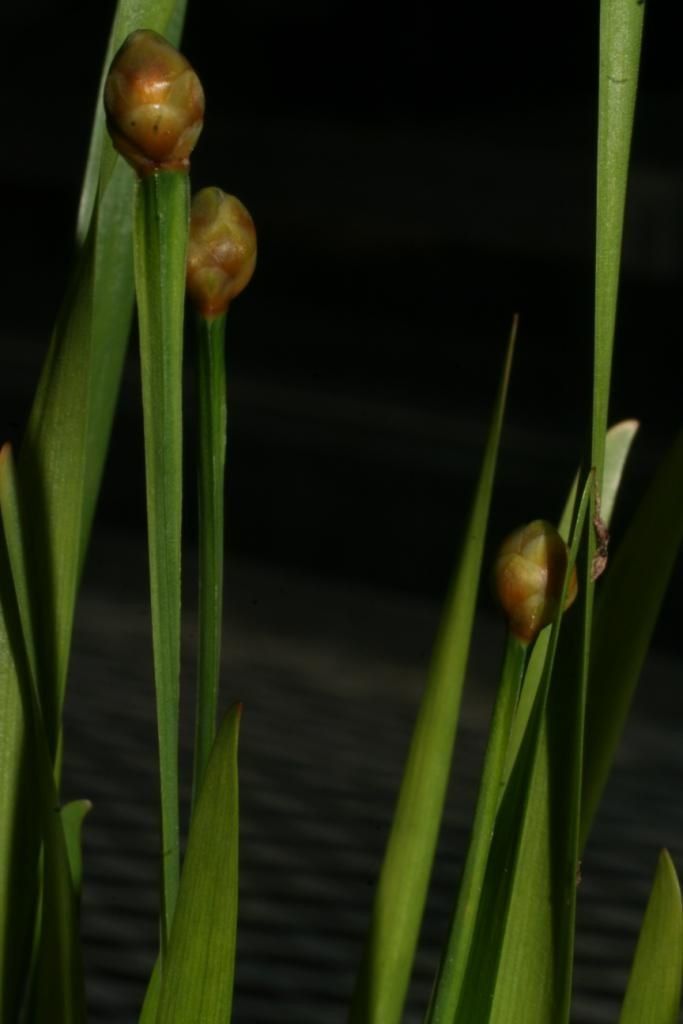 Xyris tennesseensis flower