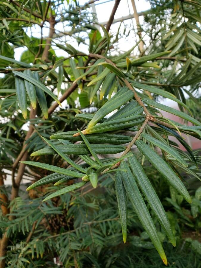Amentotaxus yunnanensis — search result for 'Taxaceae'