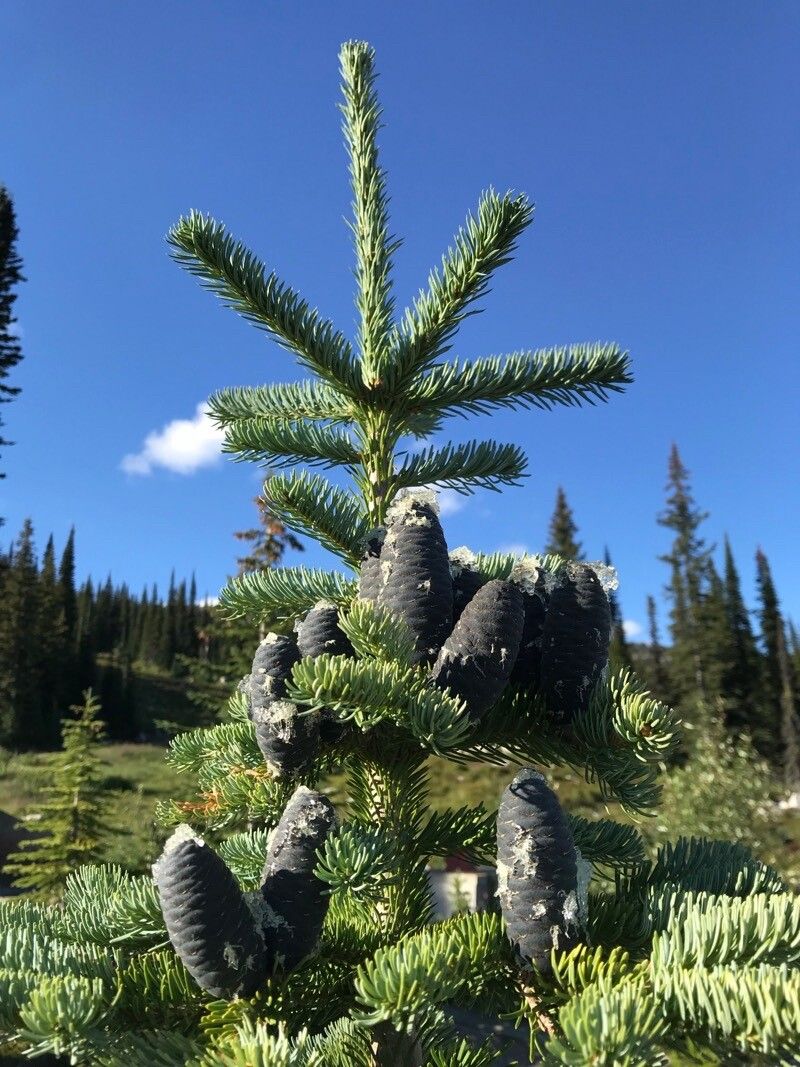 Abies lasiocarpa flower