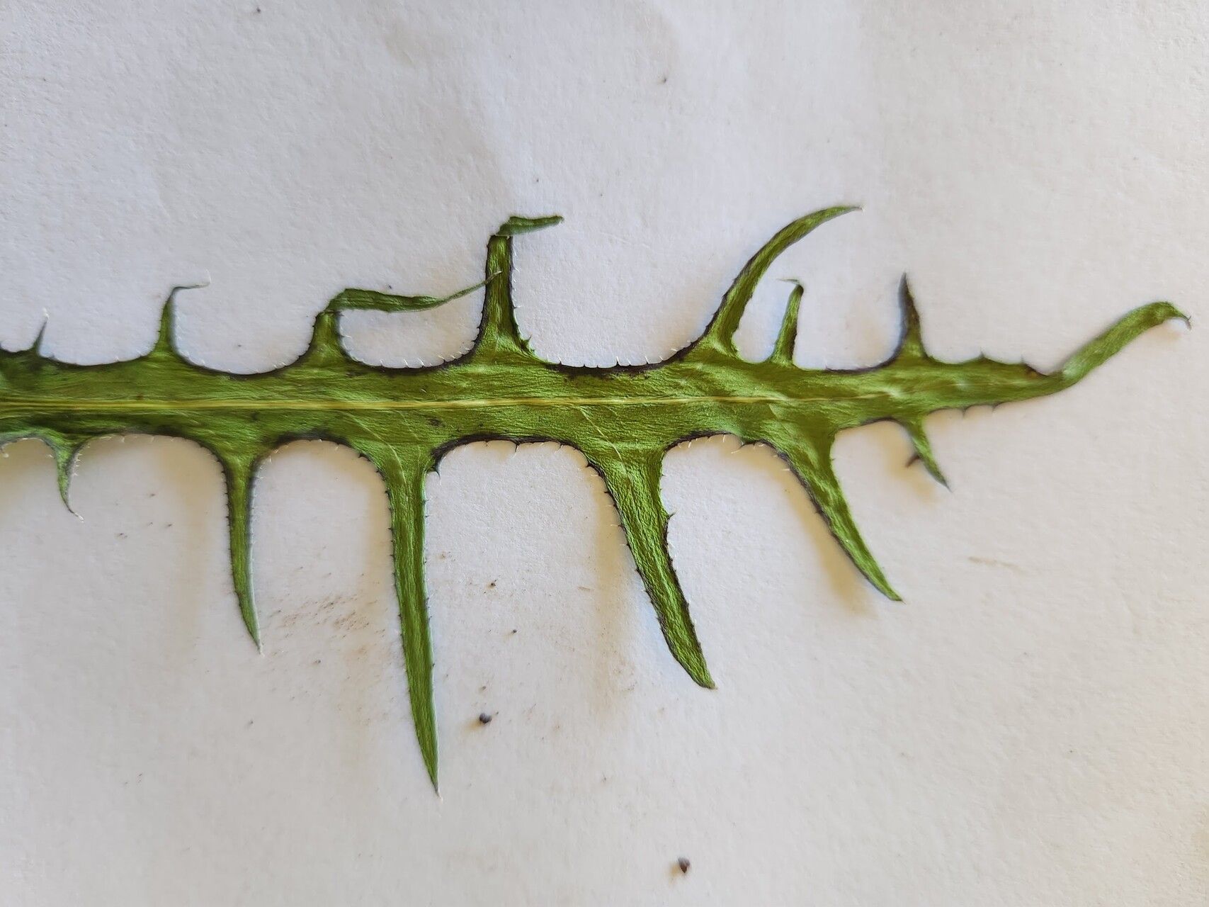 Launaea petitiana leaf