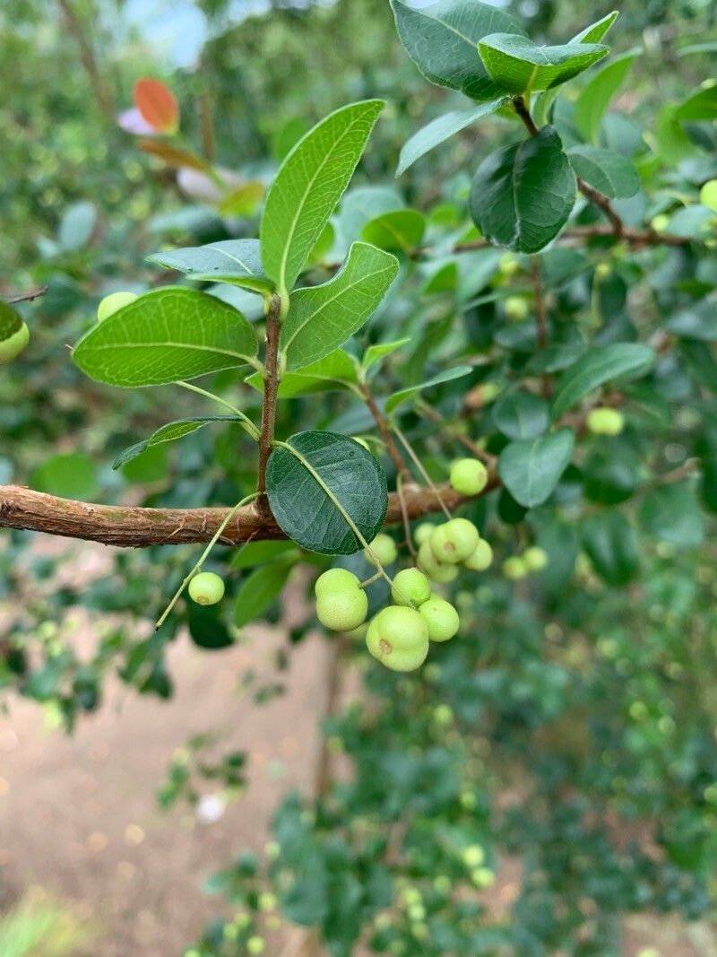 Myrcia selloi fruit