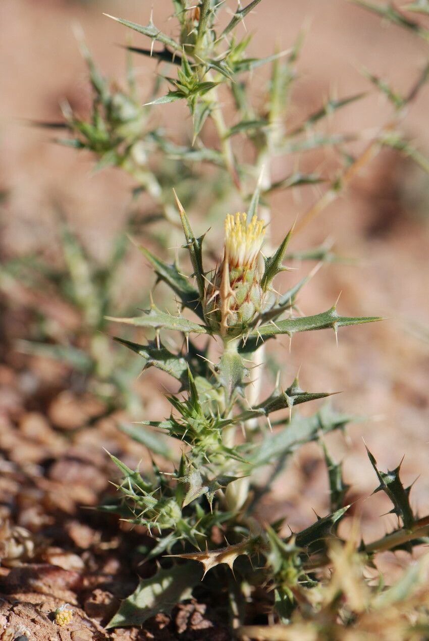 Atractylis aristata flower